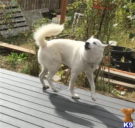 Siberian Husky stud dog